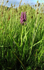 Dactylorhiza purpurella (Orchidaceae)  - Deep Purple Dactylorhiza Highland [Royaume-Uni] 13/07/2006 - 30m