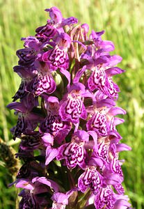 Dactylorhiza purpurella (Orchidaceae)  - Deep Purple Dactylorhiza Highland [Royaume-Uni] 13/07/2006 - 30m