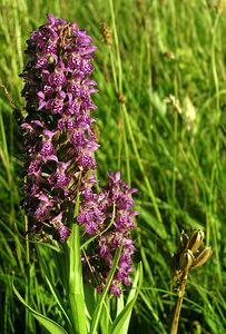 Dactylorhiza purpurella (Orchidaceae)  - Deep Purple Dactylorhiza Highland [Royaume-Uni] 13/07/2006 - 30m