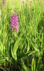 Dactylorhiza purpurella (Orchidaceae)  - Deep Purple Dactylorhiza Highland [Royaume-Uni] 13/07/2006 - 30m