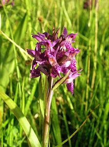 Dactylorhiza purpurella (Orchidaceae)  - Deep Purple Dactylorhiza Highland [Royaume-Uni] 13/07/2006 - 30m