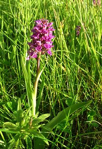 Dactylorhiza purpurella (Orchidaceae)  - Deep Purple Dactylorhiza Highland [Royaume-Uni] 13/07/2006 - 30m