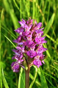 Dactylorhiza purpurella (Orchidaceae)  - Deep Purple Dactylorhiza Highland [Royaume-Uni] 13/07/2006 - 30m