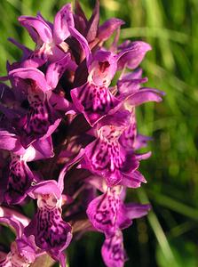 Dactylorhiza purpurella (Orchidaceae)  - Deep Purple Dactylorhiza Highland [Royaume-Uni] 13/07/2006 - 30m