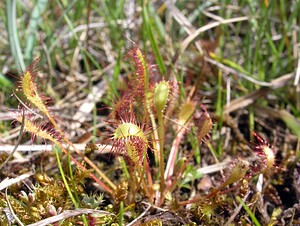 Drosera anglica (Droseraceae)  - Rossolis à feuilles longues, Rossolis à longues feuilles, Rossolis d'Angleterre, Droséra à longues feuilles, Droséra d'Angleterre - Great Sundew Highland [Royaume-Uni] 11/07/2006 - 240m