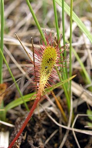 Drosera anglica (Droseraceae)  - Rossolis à feuilles longues, Rossolis à longues feuilles, Rossolis d'Angleterre, Droséra à longues feuilles, Droséra d'Angleterre - Great Sundew Highland [Royaume-Uni] 11/07/2006 - 240m