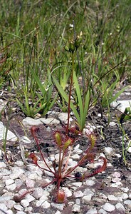 Drosera anglica (Droseraceae)  - Rossolis à feuilles longues, Rossolis à longues feuilles, Rossolis d'Angleterre, Droséra à longues feuilles, Droséra d'Angleterre - Great Sundew Highland [Royaume-Uni] 15/07/2006 - 120m