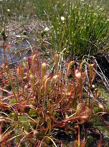 Drosera anglica (Droseraceae)  - Rossolis à feuilles longues, Rossolis à longues feuilles, Rossolis d'Angleterre, Droséra à longues feuilles, Droséra d'Angleterre - Great Sundew Highland [Royaume-Uni] 15/07/2006 - 100m