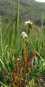 Drosera anglica (Droseraceae)  - Rossolis à feuilles longues, Rossolis à longues feuilles, Rossolis d'Angleterre, Droséra à longues feuilles, Droséra d'Angleterre - Great Sundew Highland [Royaume-Uni] 20/07/2006 - 210m