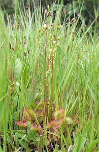 Drosera rotundifolia (Droseraceae)  - Rossolis à feuilles rondes, Droséra à feuilles rondes - Round-leaved Sundew Highland [Royaume-Uni] 12/07/2006 - 10m