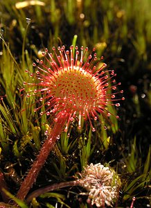 Drosera rotundifolia (Droseraceae)  - Rossolis à feuilles rondes, Droséra à feuilles rondes - Round-leaved Sundew Highland [Royaume-Uni] 15/07/2006 - 100m