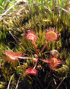 Drosera rotundifolia (Droseraceae)  - Rossolis à feuilles rondes, Droséra à feuilles rondes - Round-leaved Sundew Highland [Royaume-Uni] 15/07/2006 - 100m