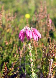 Erica tetralix (Ericaceae)  - Bruyère à quatre angles, Bruyère quaternée, Bruyère des marais - Cross-leaved Heath Highland [Royaume-Uni] 10/07/2006 - 610m