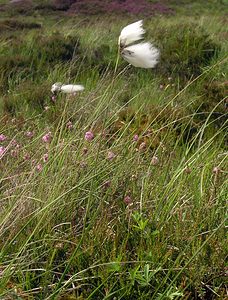 Eriophorum angustifolium (Cyperaceae)  - Linaigrette à feuilles étroites, Linaigrette à épis nombreux - Common Cottongrass Perth and Kinross [Royaume-Uni] 09/07/2006 - 390m