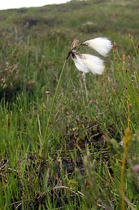 Eriophorum angustifolium (Cyperaceae)  - Linaigrette à feuilles étroites, Linaigrette à épis nombreux - Common Cottongrass Highland [Royaume-Uni] 10/07/2006 - 620m
