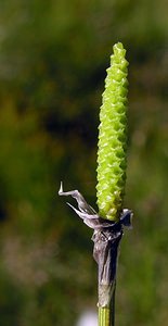 Eriophorum vaginatum (Cyperaceae)  - Linaigrette vaginée, Linaigrette engainée, Linaigrette à feuilles engainantes - Hare's-tail Cottongrass Highland [Royaume-Uni] 15/07/2006 - 590m