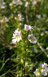 Euphrasia tetraquetra (Orobanchaceae)  - Euphraise à quatre angles, Euphraise de l'ouest - Eyebright [Euphrasia tetraquetra] Highland [Royaume-Uni] 14/07/2006 - 20m