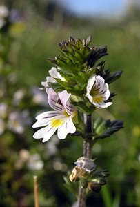 Euphrasia tetraquetra (Orobanchaceae)  - Euphraise à quatre angles, Euphraise de l'ouest - Eyebright [Euphrasia tetraquetra] Highland [Royaume-Uni] 14/07/2006 - 20m