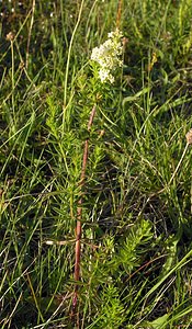 Galium saxatile (Rubiaceae)  - Gaillet des rochers, Gaillet du Harz - Heath Bedstraw Highland [Royaume-Uni] 13/07/2006 - 30m