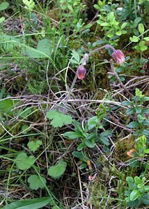 Geum rivale (Rosaceae)  - Benoîte des ruisseaux - Water Avens Highland [Royaume-Uni] 10/07/2006 - 300m