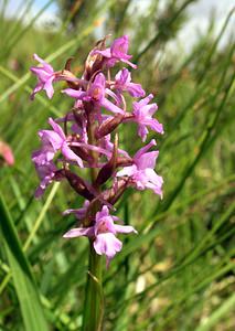 Gymnadenia conopsea (Orchidaceae)  - Gymnadénie moucheron, Orchis moucheron, Orchis moustique - Fragrant Orchid Perth and Kinross [Royaume-Uni] 09/07/2006 - 390mil s'agit ici de la variante nordique, Gymnadenia conopsea ssp. borealis (Druce) F.Rose, plus petite et poussant dans les terrains humides acides (landes ? bruy?res)