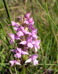 Gymnadenia conopsea (Orchidaceae)  - Gymnadénie moucheron, Orchis moucheron, Orchis moustique - Fragrant Orchid Perth and Kinross [Royaume-Uni] 09/07/2006 - 390mil s'agit ici de la variante nordique, Gymnadenia conopsea ssp. borealis (Druce) F.Rose, plus petite et poussant dans les terrains humides acides (landes ? bruy?res)