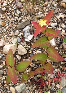 Hypericum androsaemum (Hypericaceae)  - Millepertuis androsème, Androsème officinale, Toute-bonne - Tutsan Highland [Royaume-Uni] 13/07/2006 - 70m