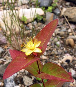 Hypericum androsaemum (Hypericaceae)  - Millepertuis androsème, Androsème officinale, Toute-bonne - Tutsan Highland [Royaume-Uni] 13/07/2006 - 70m