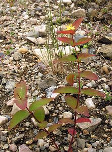 Hypericum androsaemum (Hypericaceae)  - Millepertuis androsème, Androsème officinale, Toute-bonne - Tutsan Highland [Royaume-Uni] 13/07/2006 - 70m