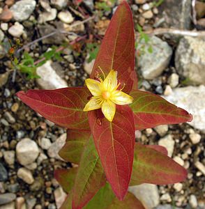 Hypericum androsaemum (Hypericaceae)  - Millepertuis androsème, Androsème officinale, Toute-bonne - Tutsan Highland [Royaume-Uni] 13/07/2006 - 70m
