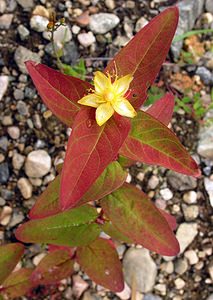 Hypericum androsaemum (Hypericaceae)  - Millepertuis androsème, Androsème officinale, Toute-bonne - Tutsan Highland [Royaume-Uni] 13/07/2006 - 70m