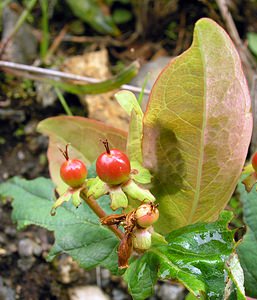 Hypericum androsaemum (Hypericaceae)  - Millepertuis androsème, Androsème officinale, Toute-bonne - Tutsan Highland [Royaume-Uni] 13/07/2006 - 70m