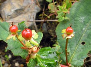 Hypericum androsaemum (Hypericaceae)  - Millepertuis androsème, Androsème officinale, Toute-bonne - Tutsan Highland [Royaume-Uni] 13/07/2006 - 70m