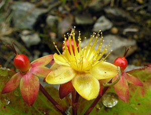 Hypericum androsaemum (Hypericaceae)  - Millepertuis androsème, Androsème officinale, Toute-bonne - Tutsan Highland [Royaume-Uni] 13/07/2006 - 70m