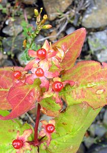 Hypericum androsaemum (Hypericaceae)  - Millepertuis androsème, Androsème officinale, Toute-bonne - Tutsan Highland [Royaume-Uni] 13/07/2006 - 80m