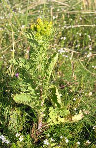 Jacobaea vulgaris (Asteraceae)  - Jacobée commune, Séneçon jacobée, Herbe de Saint-Jacques - Common Ragwort Highland [Royaume-Uni] 14/07/2006 - 20m