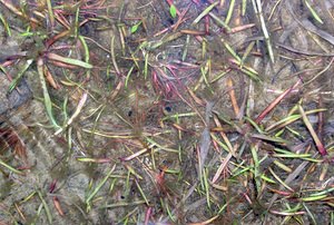 Littorella uniflora (Plantaginaceae)  - Littorelle à une fleur, Littorelle des étangs, Littorelle des lacs - Shoreweed Highland [Royaume-Uni] 12/07/2006 - 10m