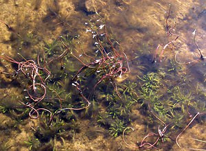 Lobelia dortmanna (Campanulaceae)  - Lobélie de Dortmann - Water Lobelia Highland [Royaume-Uni] 15/07/2006 - 100m