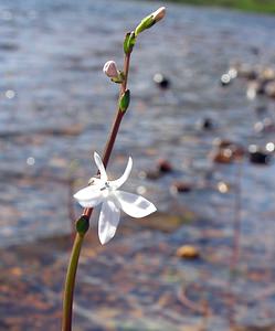 Lobelia dortmanna (Campanulaceae)  - Lobélie de Dortmann - Water Lobelia Highland [Royaume-Uni] 15/07/2006 - 90m