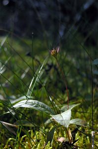 Lysimachia europaea (Primulaceae)  - Lysimaque d'Europe, Trientale d'Europe - Starflower Highland [Royaume-Uni] 11/07/2006 - 310m