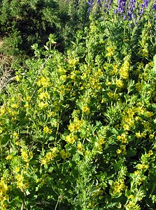 Lysimachia punctata (Primulaceae)  - Lysimaque ponctuée - Dotted Loosestrife Highland [Royaume-Uni] 13/07/2006 - 30m