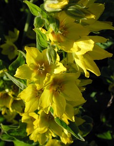 Lysimachia punctata (Primulaceae)  - Lysimaque ponctuée - Dotted Loosestrife Highland [Royaume-Uni] 13/07/2006 - 30m