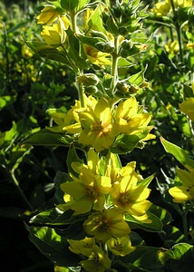 Lysimachia punctata (Primulaceae)  - Lysimaque ponctuée - Dotted Loosestrife Highland [Royaume-Uni] 13/07/2006 - 30m