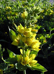 Lysimachia punctata (Primulaceae)  - Lysimaque ponctuée - Dotted Loosestrife Highland [Royaume-Uni] 13/07/2006 - 30m