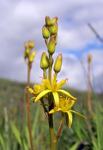 Narthecium ossifragum (Nartheciaceae)  - Narthèce ossifrage, Narthécie des marais, Ossifrage, Brise-os - Bog Asphodel Perth and Kinross [Royaume-Uni] 09/07/2006 - 390m