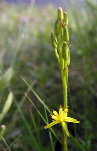 Narthecium ossifragum (Nartheciaceae)  - Narthèce ossifrage, Narthécie des marais, Ossifrage, Brise-os - Bog Asphodel Perth and Kinross [Royaume-Uni] 09/07/2006 - 390m