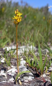 Narthecium ossifragum (Nartheciaceae)  - Narthèce ossifrage, Narthécie des marais, Ossifrage, Brise-os - Bog Asphodel Highland [Royaume-Uni] 15/07/2006 - 120m