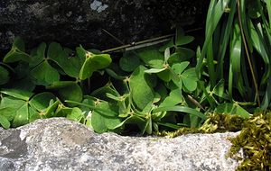 Oxalis acetosella (Oxalidaceae)  - Oxalis petite-oseille, Surelle - Wood-sorrel North Yorkshire [Royaume-Uni] 22/07/2006 - 350men situation inhabituelle: dans les fissures d'un karst.