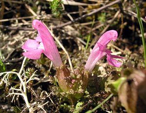 Pedicularis sylvatica (Orobanchaceae)  - Pédiculaire des forêts, Pédiculaire des bois, Herbe-aux-poux - Lousewort Perth and Kinross [Royaume-Uni] 09/07/2006 - 390m