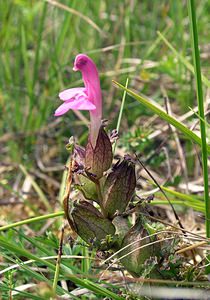 Pedicularis sylvatica (Orobanchaceae)  - Pédiculaire des forêts, Pédiculaire des bois, Herbe-aux-poux - Lousewort Perth and Kinross [Royaume-Uni] 09/07/2006 - 390m